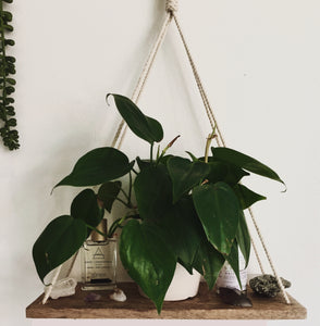 wood macrame wall shelf with plants