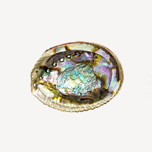 abalone shell with shiny pearl finish bohemian altar wiccan witch gifts
