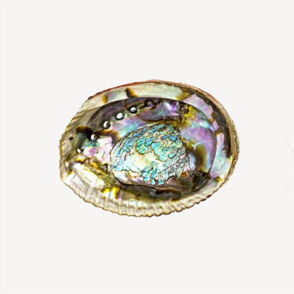 abalone shell with shiny pearl finish bohemian altar wiccan witch gifts
